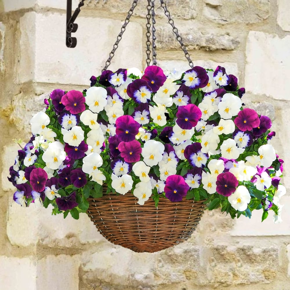 Berries N' Cream Mixture Cool Wave, (F1) Viola Seeds | Viola (Pansy)